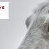 Second Love fake? Gebruikt deze datingsite nepprofielen?