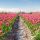 Dating in Flevoland – De beste tips, datingsites en events