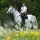 Hoe ontmoet je jouw prins op het witte paard?