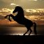 Nieuwe datingsite speciaal voor paardenliefhebbers