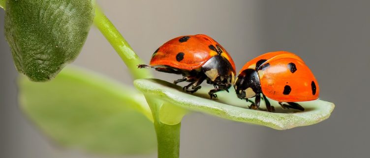 Tinder limiet; Hoeveel likes kun je per dag op Tinder uitdelen?